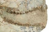Gorgeous, Fossil Oreodont (Merycoidodon) Skull - South Dakota #249251-3